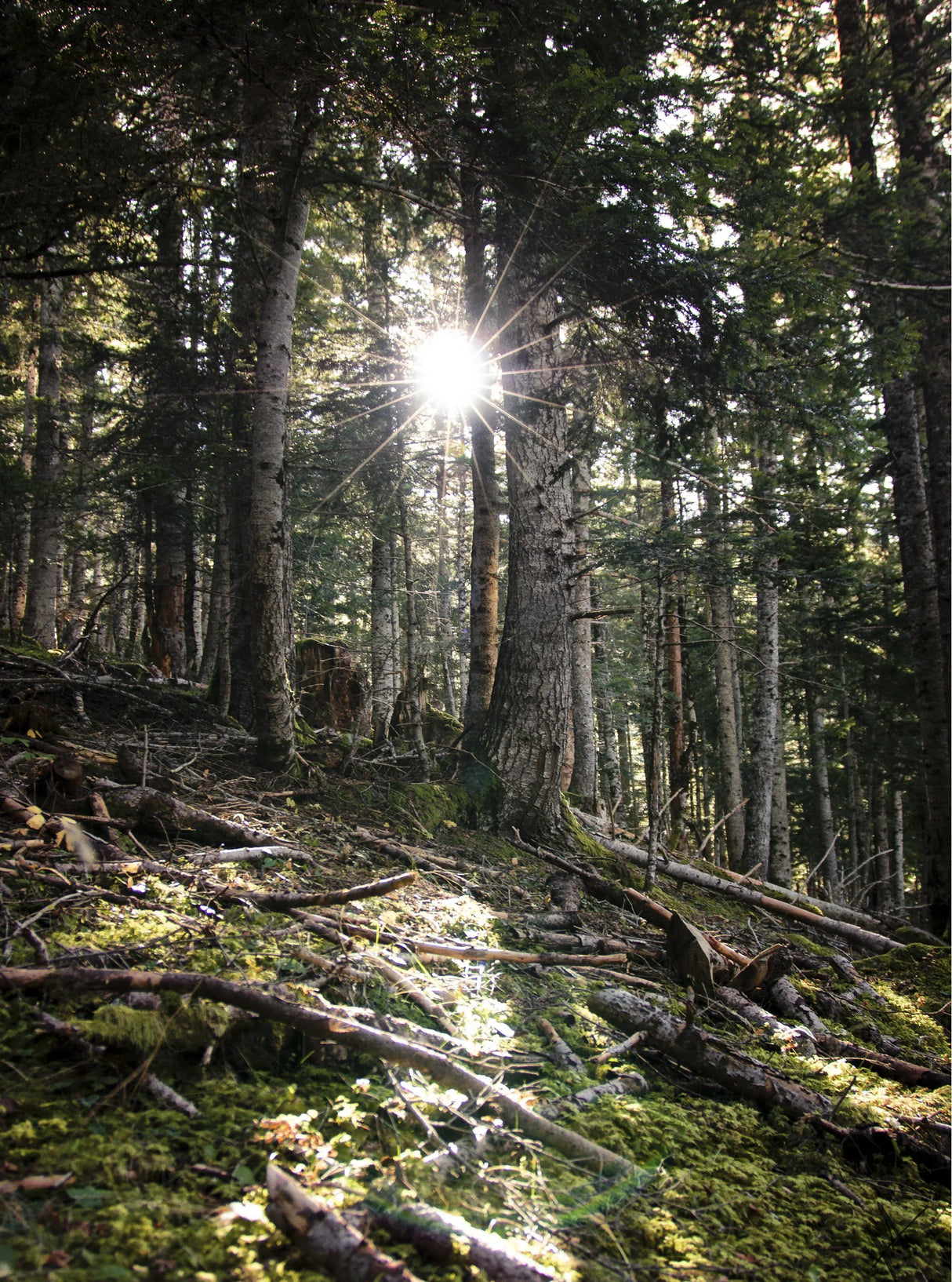 Hotel Viella - -CaranvaSports - temporada 2026